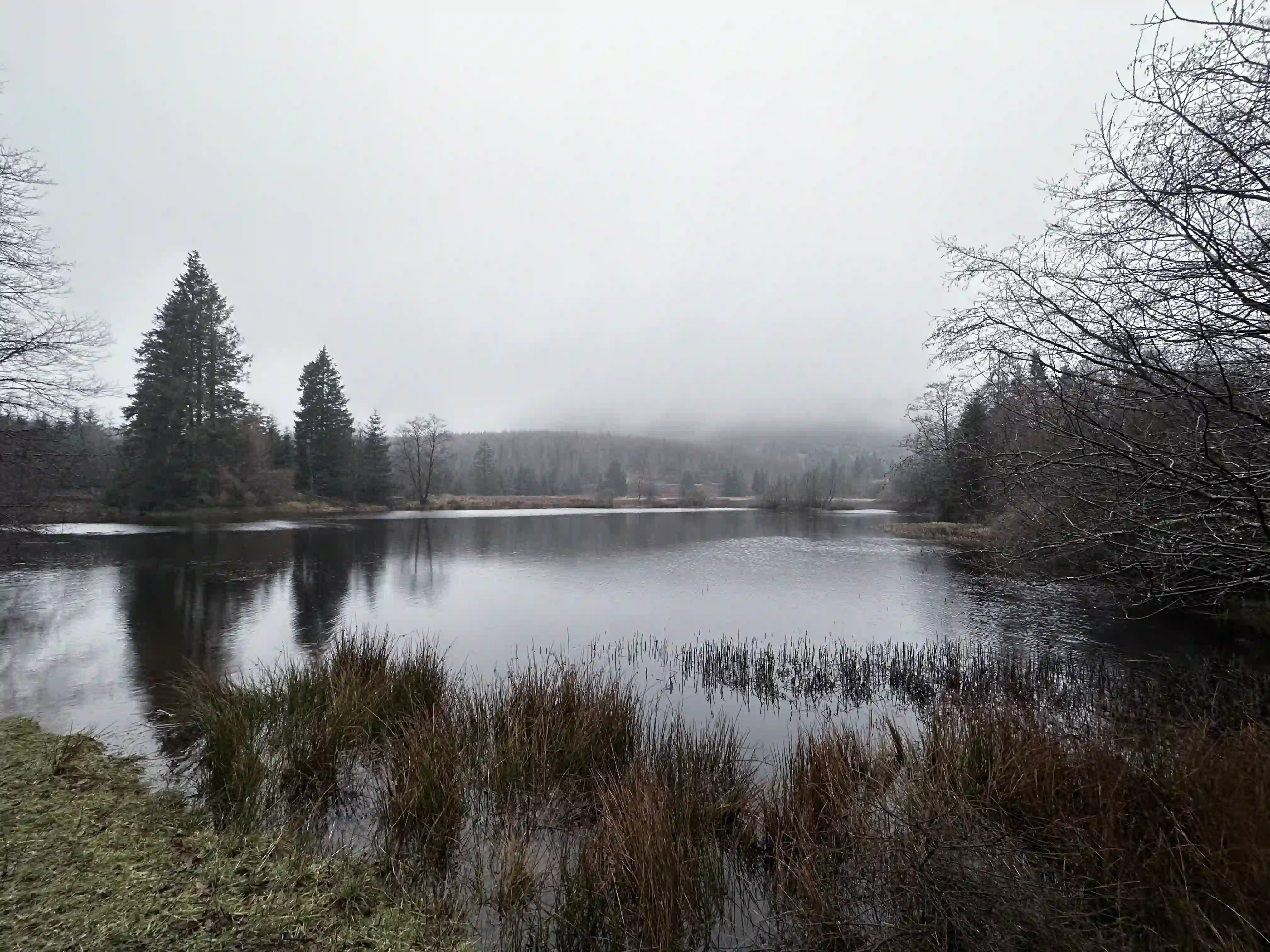 A view of the local tarn nestled up in Grizedale Forest