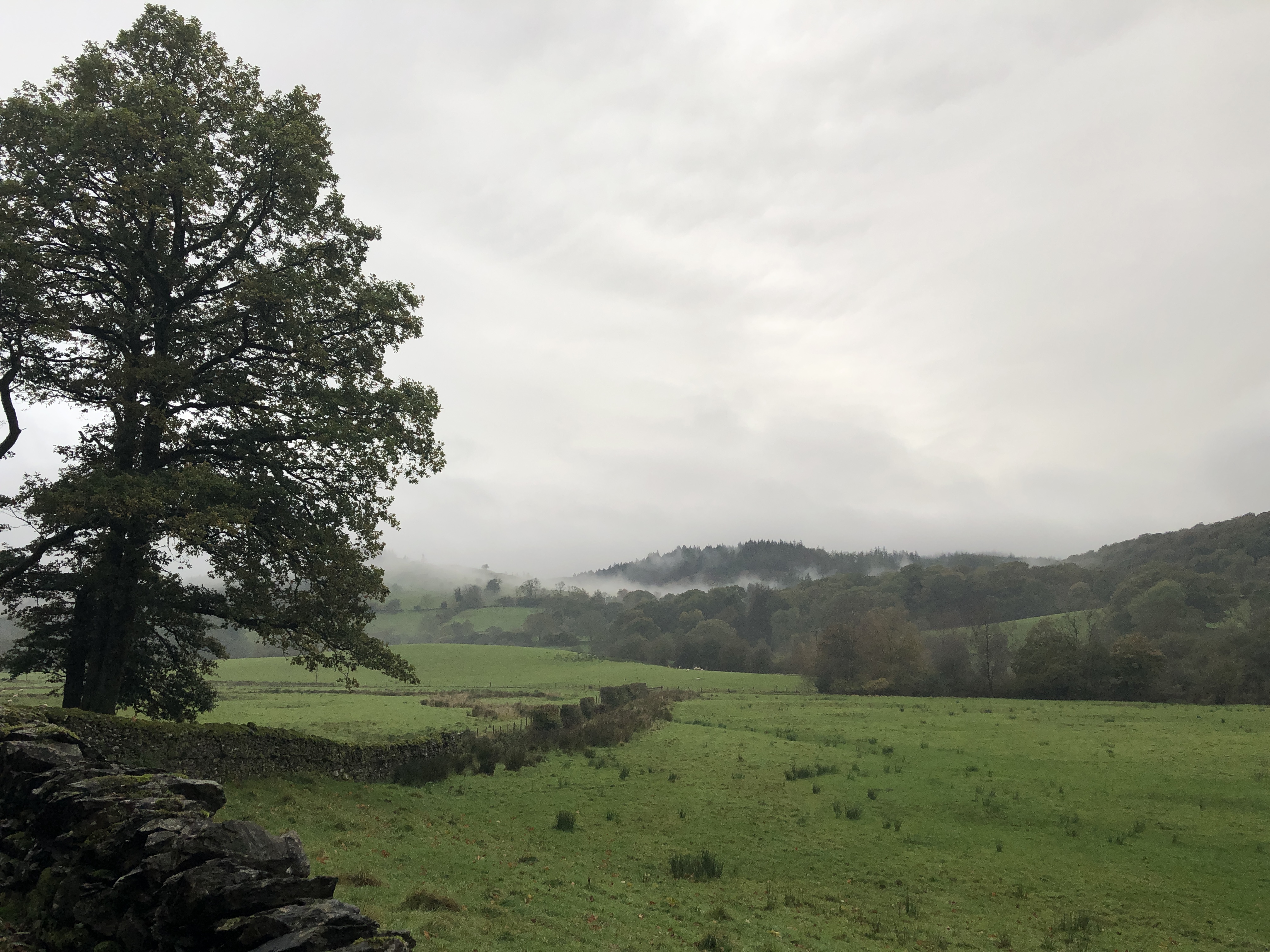 Looking out across the misty fields on that border the outskirts of Satterthwaite village