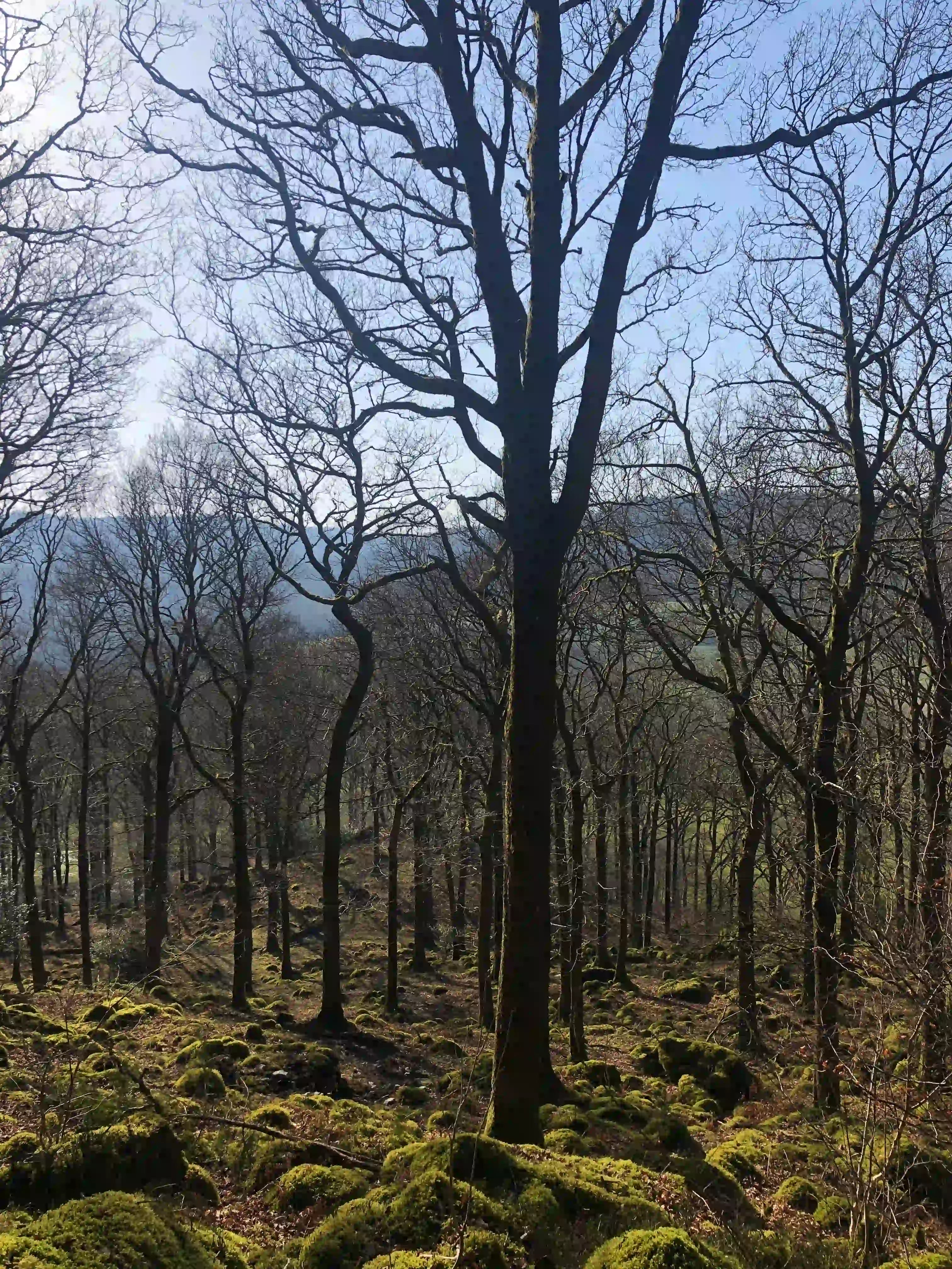 Moss and lichen covered old growth trees in Grizedale Forest on a sunny winters day